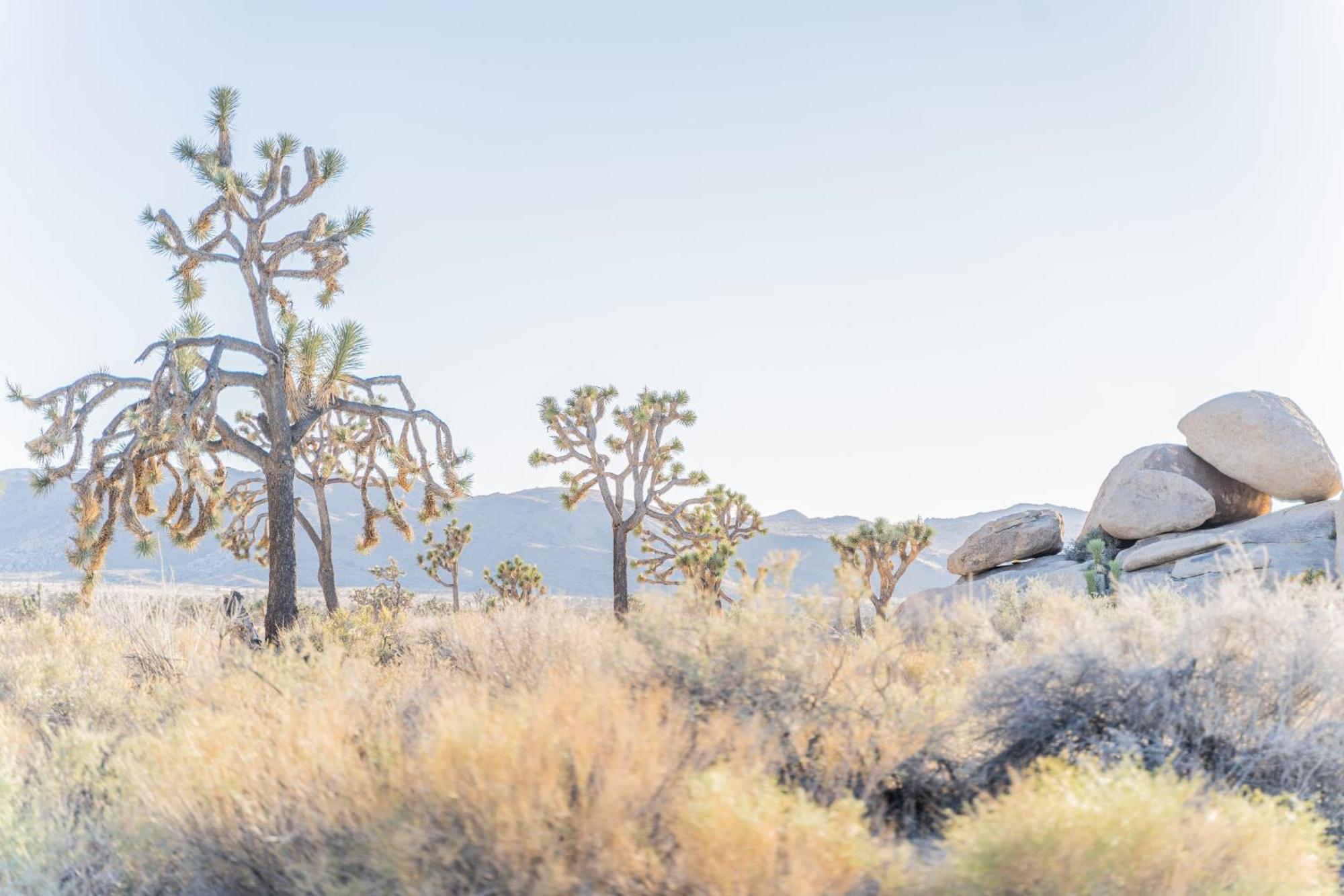 New Property! The Cactus Villas At Joshua Tree National Park - Pool, Hot Tub, Outdoor Shower, Fire Pit Twentynine Palms Exterior foto