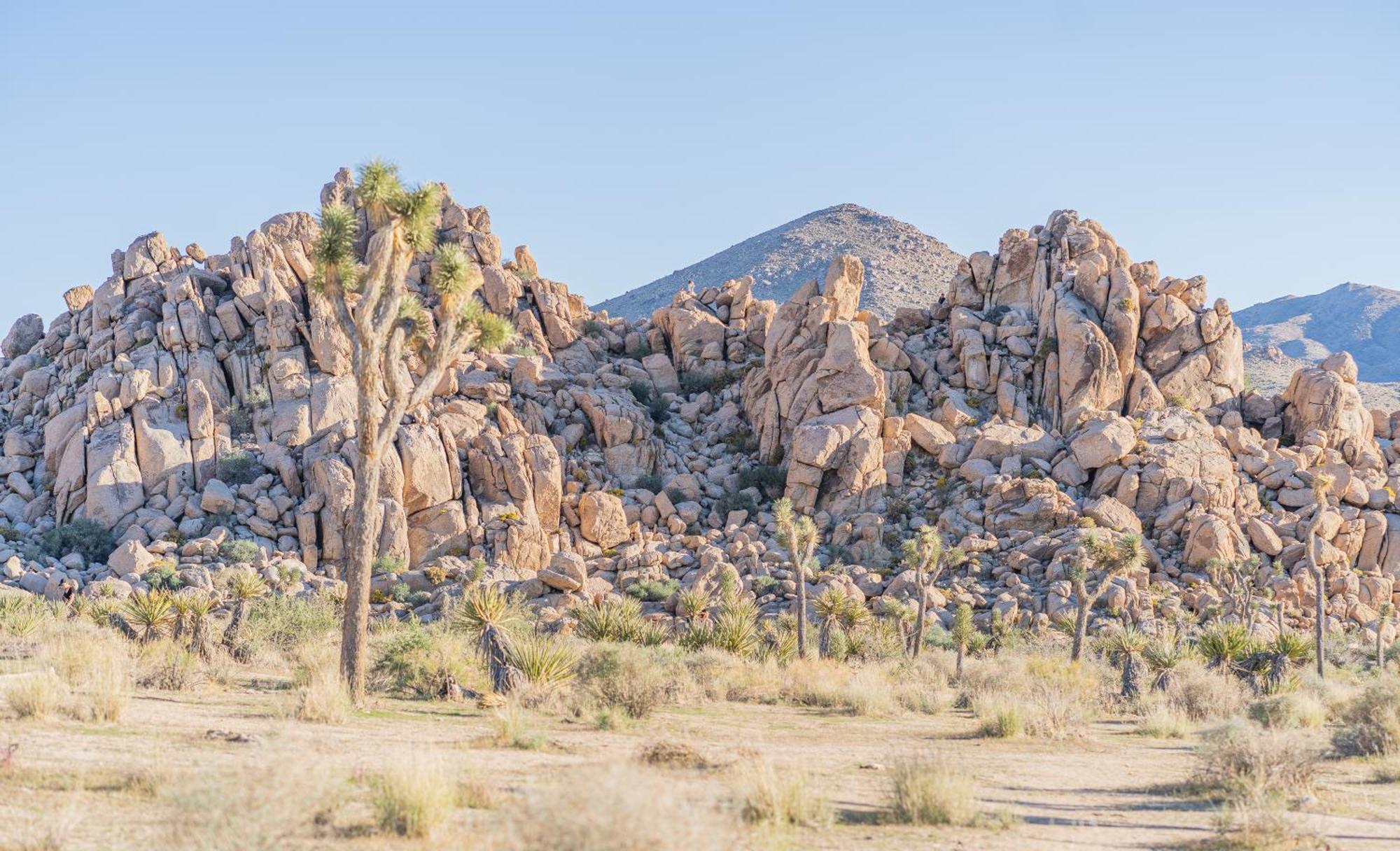 New Property! The Cactus Villas At Joshua Tree National Park - Pool, Hot Tub, Outdoor Shower, Fire Pit Twentynine Palms Exterior foto
